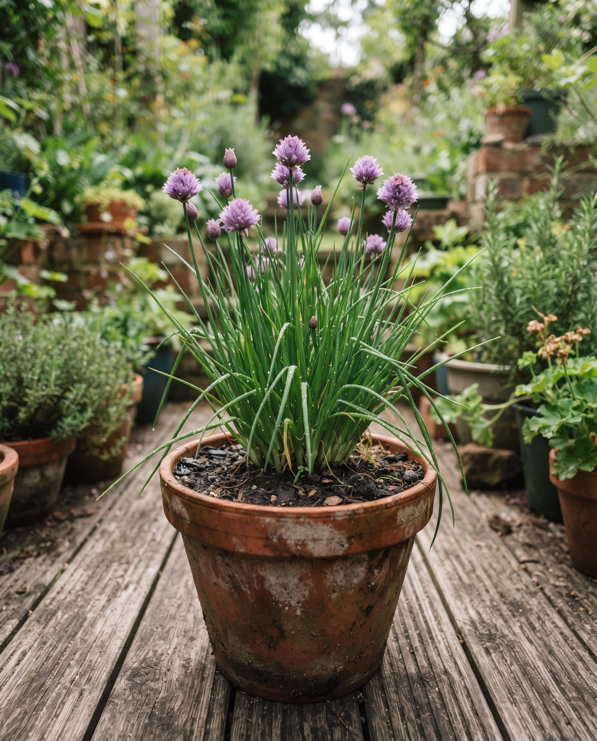 Schnittlauch ‘Staro’, Allium schoenoprasum, Ansicht 1