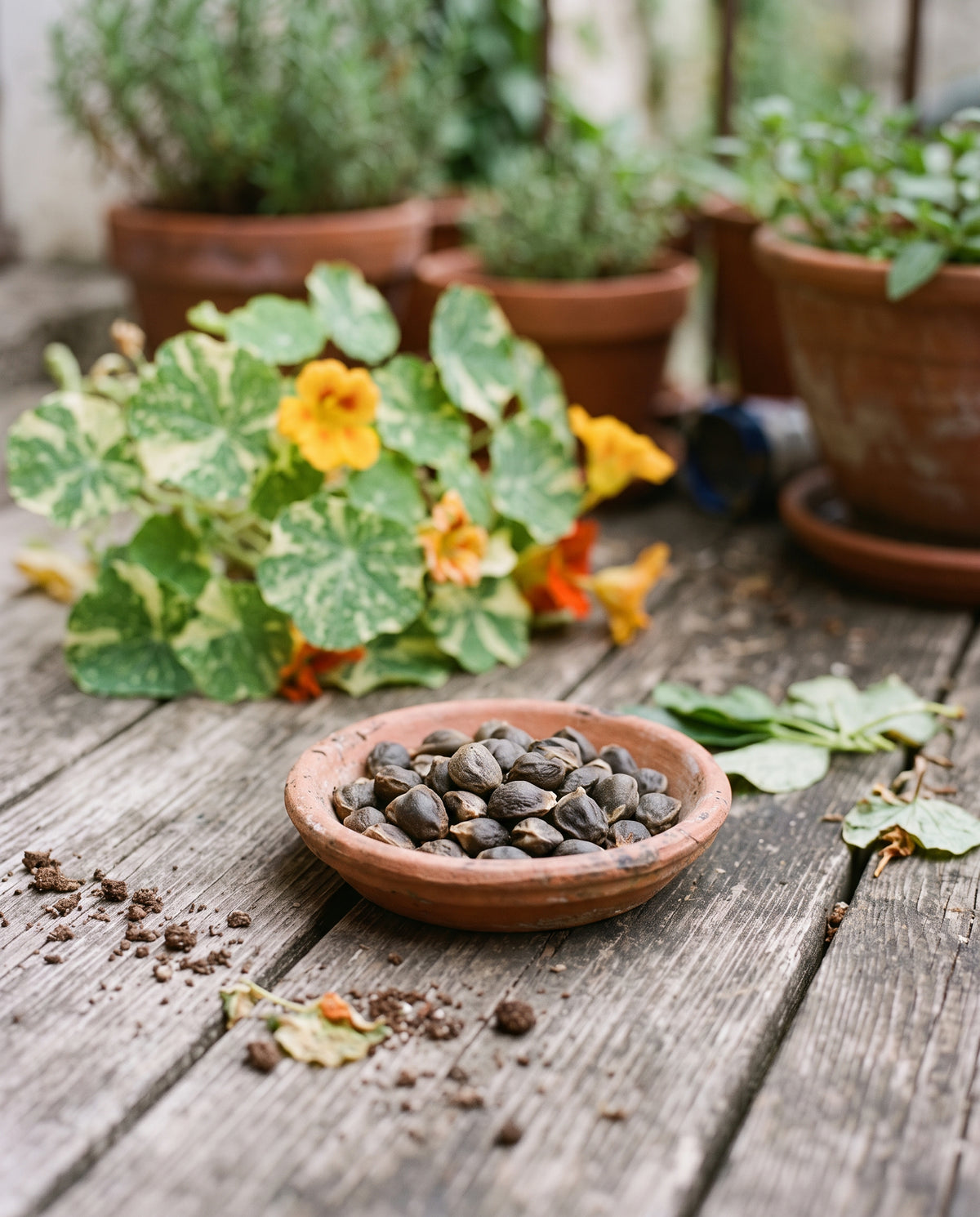 Kapuzinerkresse ‘Alaska’, Tropaeolum majus, Ansicht 2