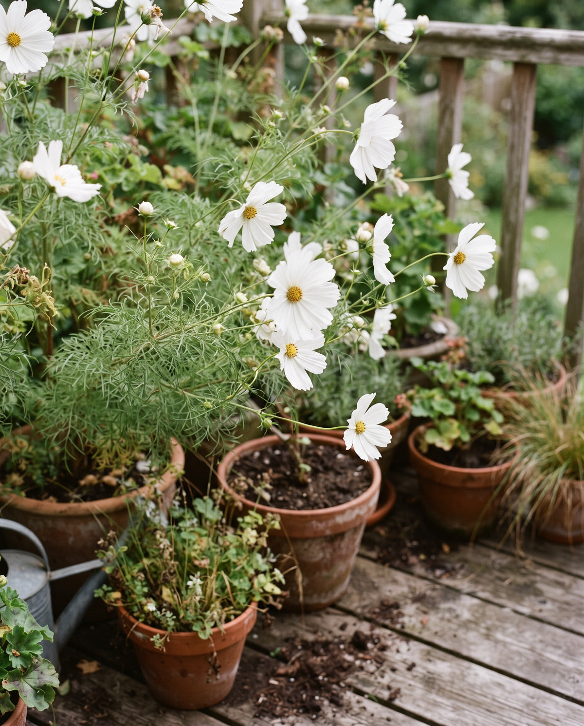 Kosmee ‘Purity’, Cosmos bipinnatus, Ansicht 1