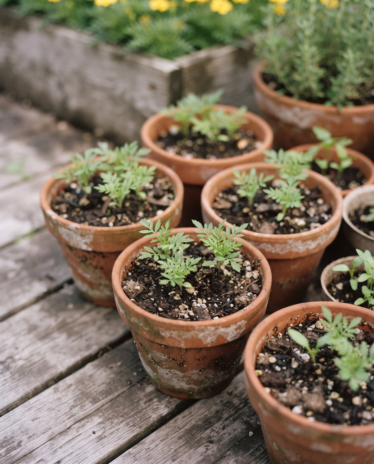 Tagetes ‘Lemon Gem’, Tagetes tenuifolia, Ansicht 2