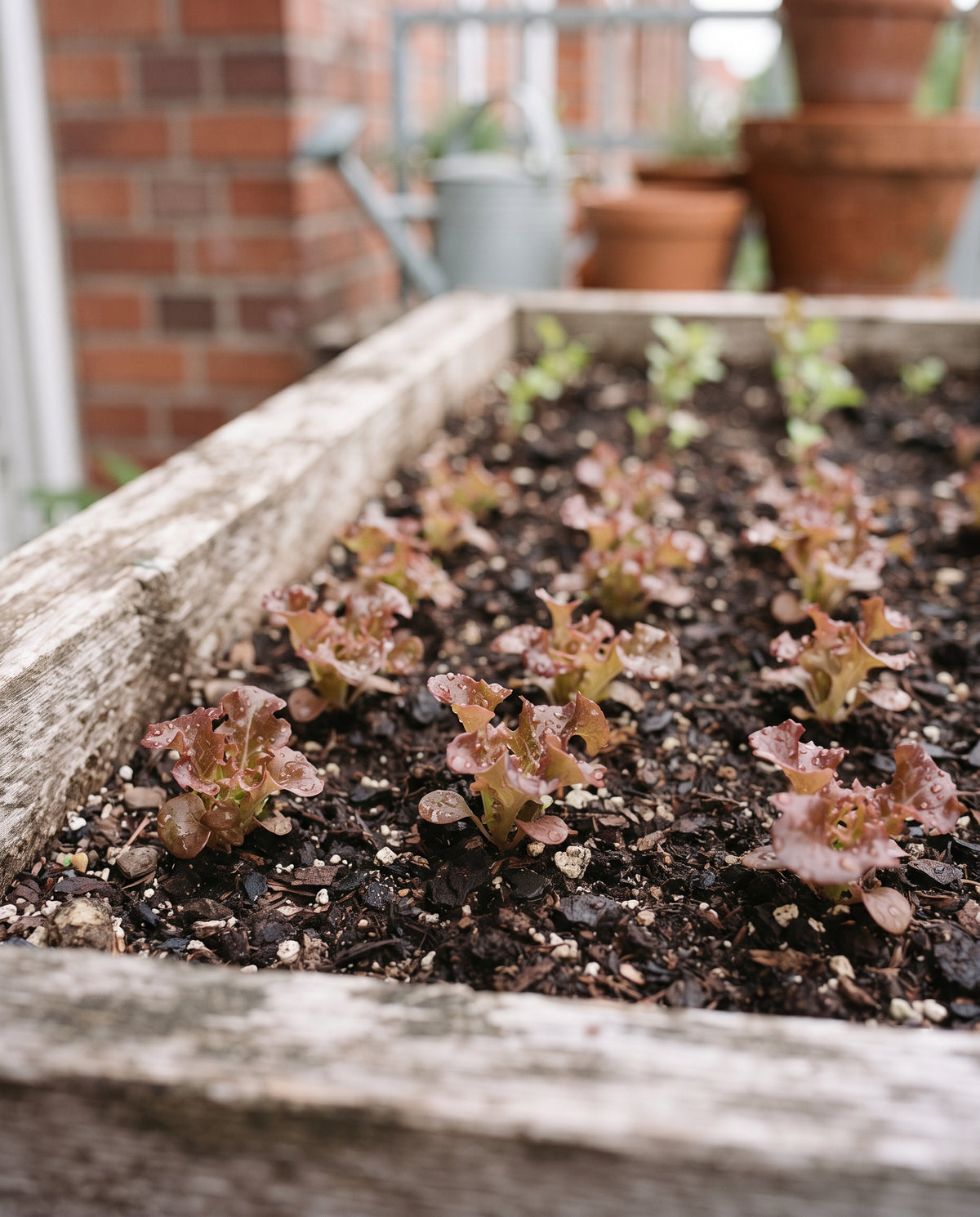 Pflücksalat ‘Lollo Rosso’, Lactuca sativa, Ansicht 2