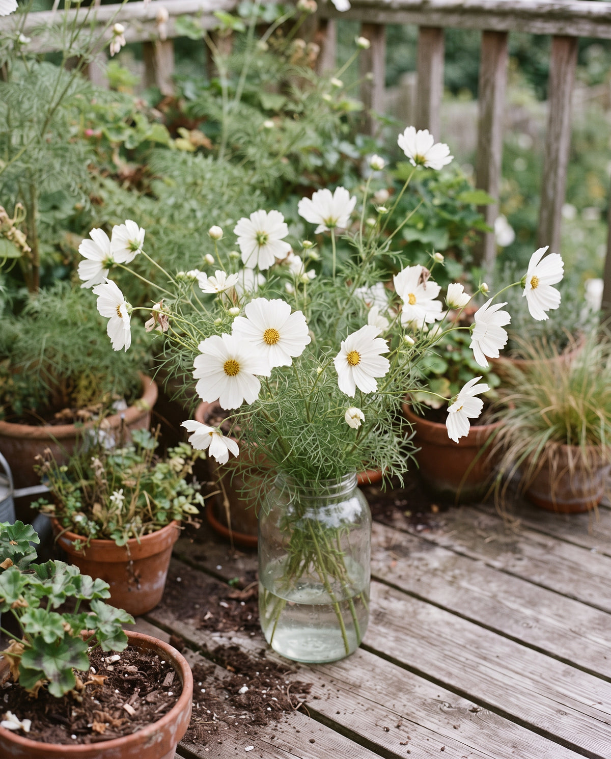 Kosmee ‘Purity’, Cosmos bipinnatus, Ansicht 2